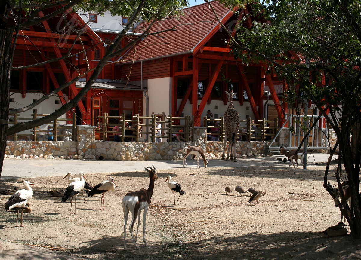 llatkert - Zoo