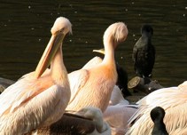 llatkertben - In Budapest Zoo
